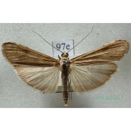 Nomophila noctuella (Denis & Schiffermüller, 1775) Czech97e